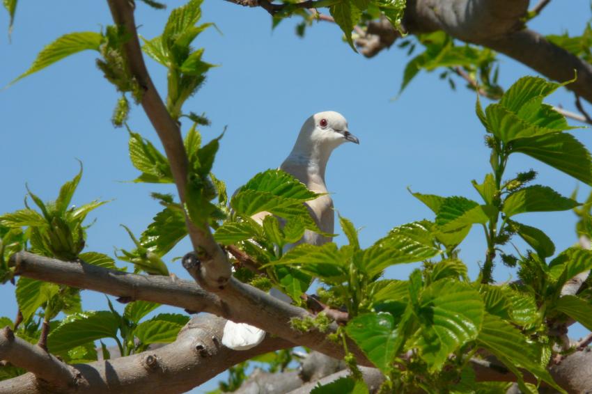 Une tourterelle curieuse et affame