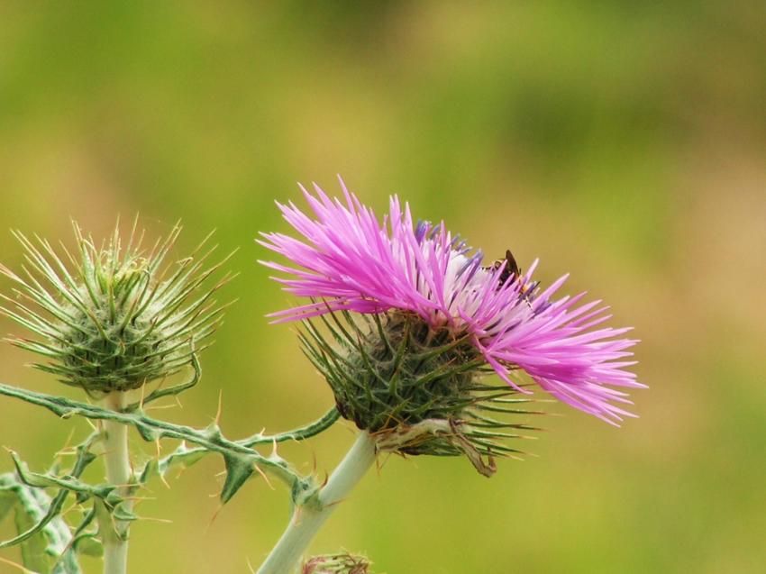 Une varit de chardon...