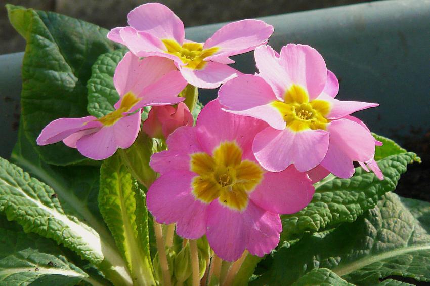 Pas mal non plus en rose !