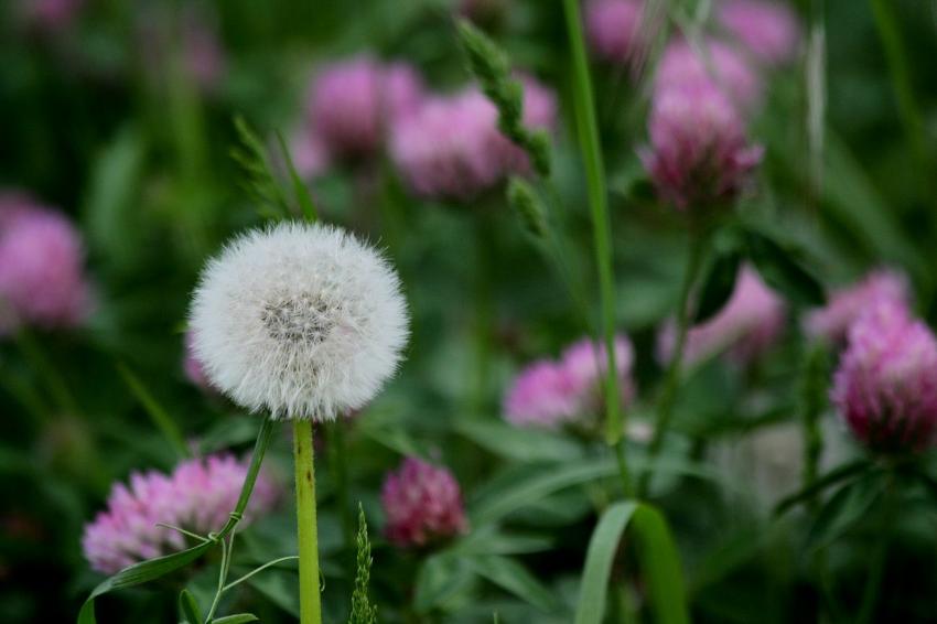 Au bord du  canal du Rhne au Rhin (2)