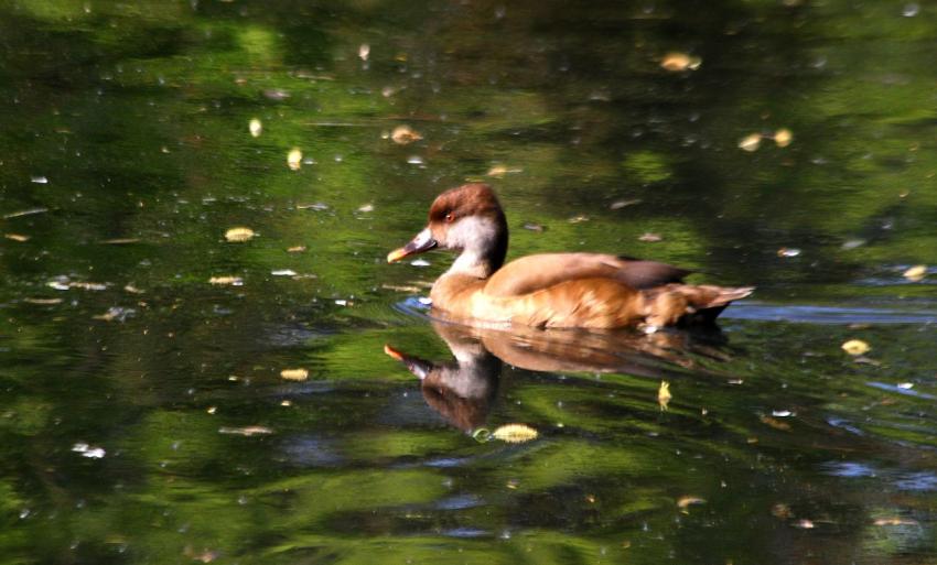 Canard (?) du zoo (3)