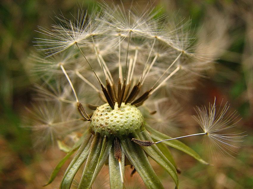 Y'a qu'un ch'veu sur la tte a Mathieu ..;;