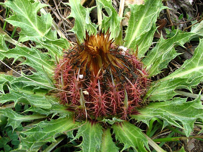 Carline : '' Demain je m'clate ''