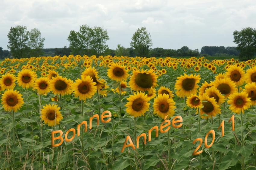 Bonne anne  tous