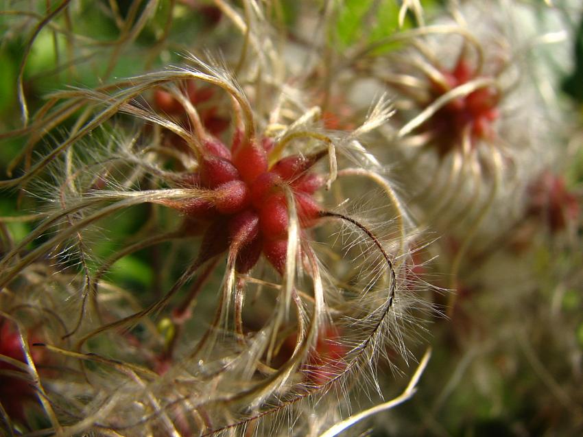 Clmatite vigne blanche