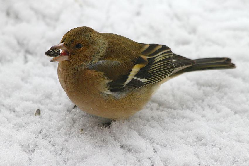 Est-elle bonne, cette graine ? (1)