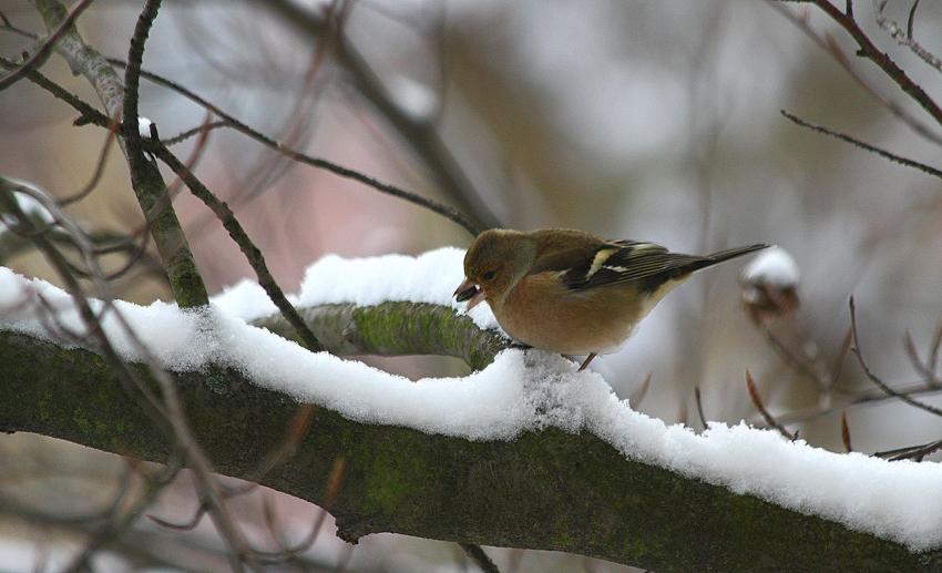 Sur la branche, c'est peut-tre meilleur...