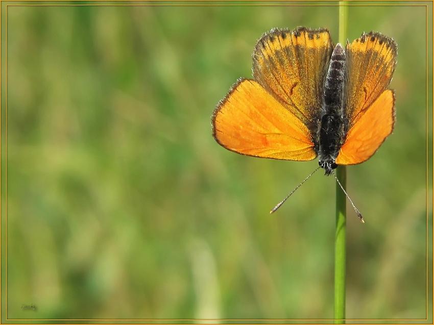 Papillon l'argus satin