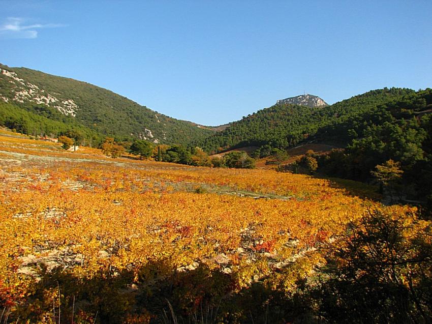 Vignoble au pied des dentelles de Montmirail