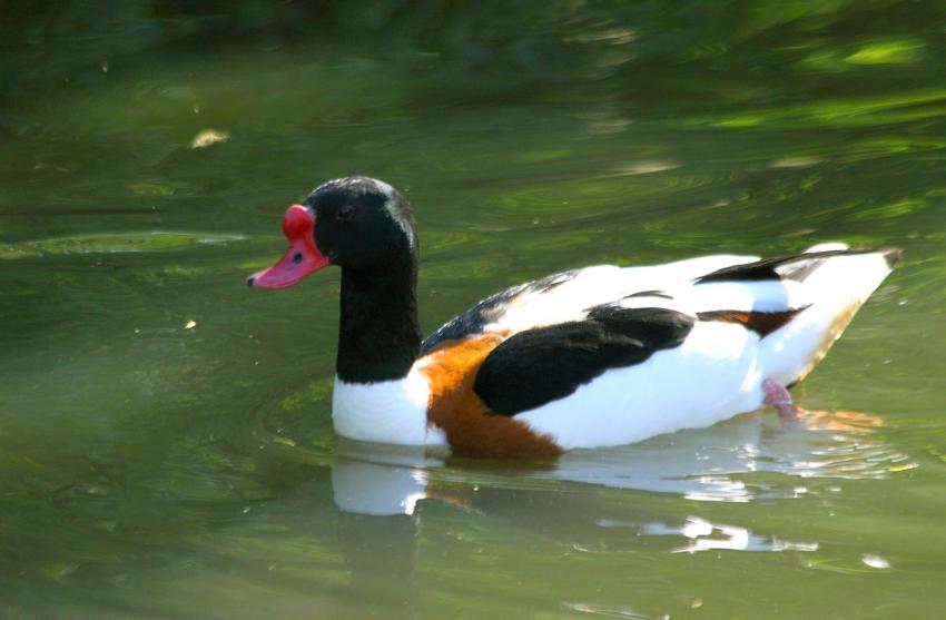 Canard (?) du zoo (2)