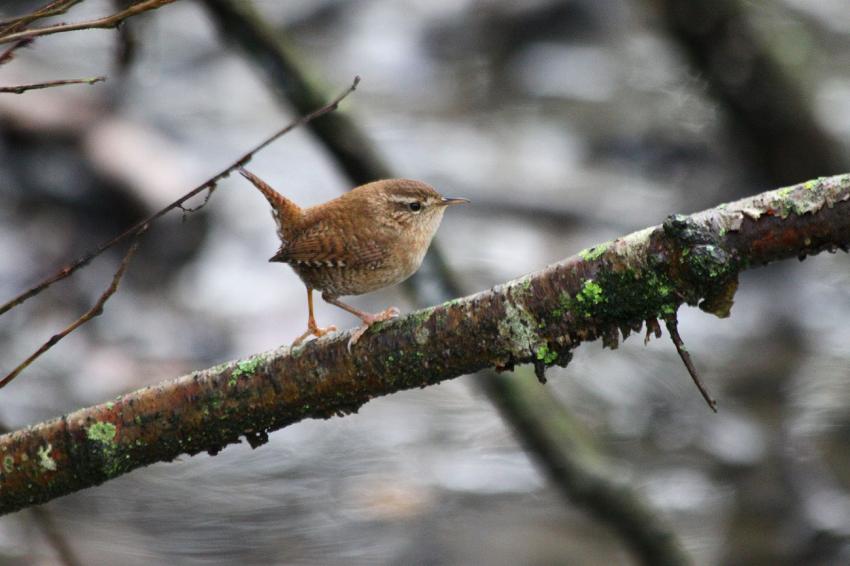 Le Troglodyte mignon du 