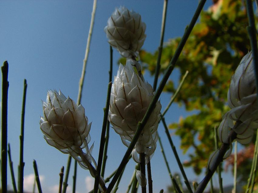 Catananches en cailles