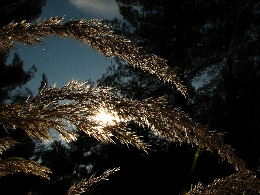 Lumire d'Automne tamise 