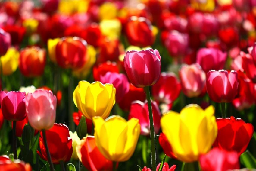 Les tulipes du zoo (5) Nettet sur l'une d'entre e