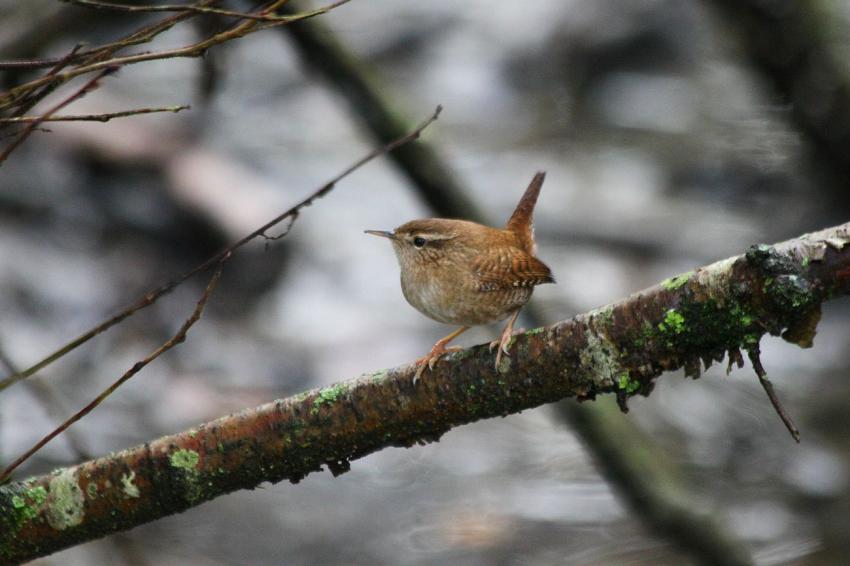 Le Troglodyte mignon du 