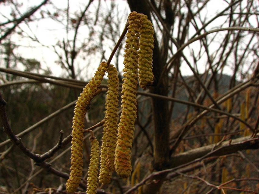Chatons de noisetier