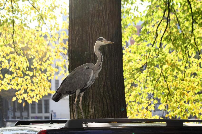 Amsterdam (154) Le hron et l'htel (4)