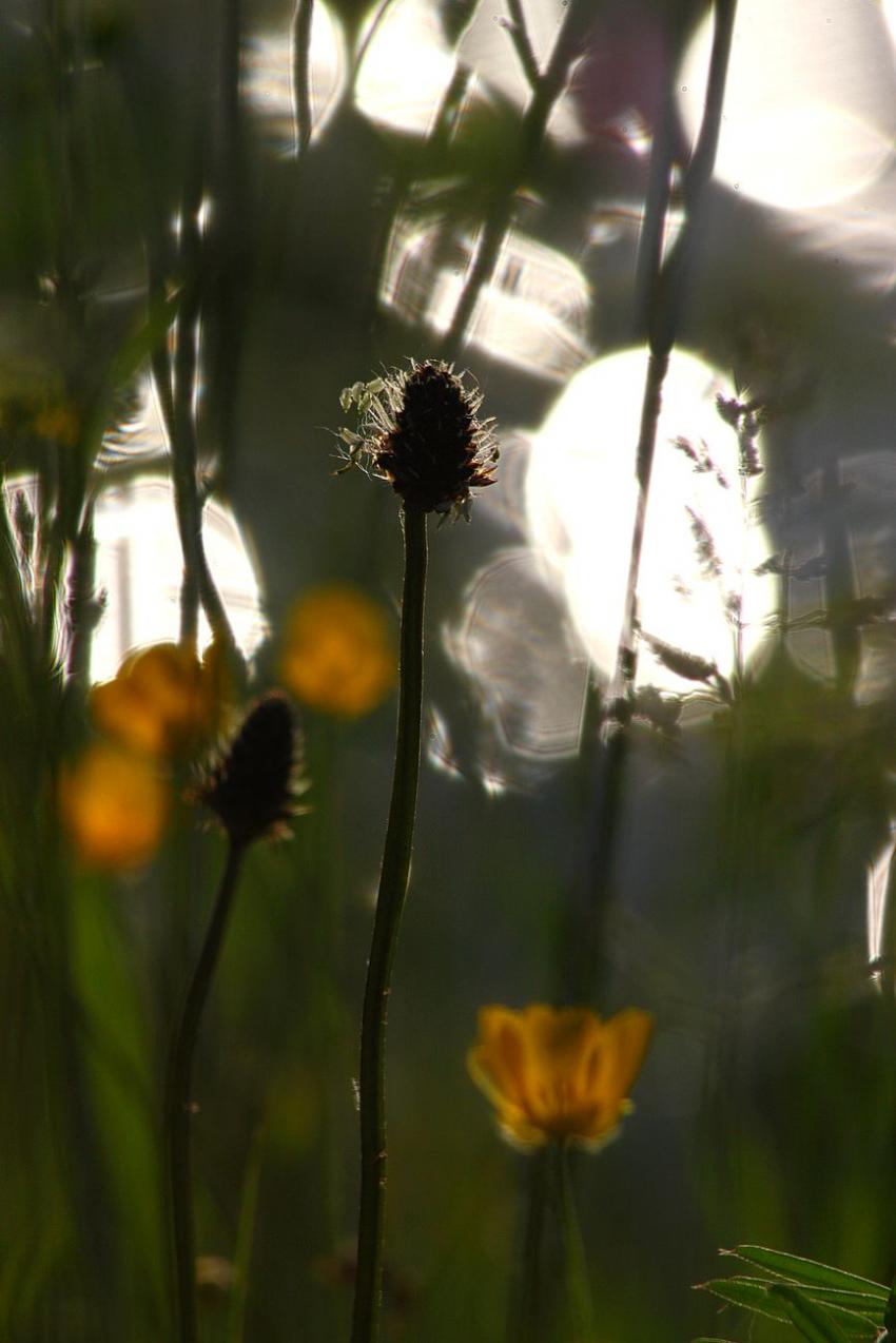 Au bord du canal,  contre-jour (1)