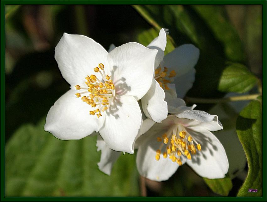 pour les amis de Foupix