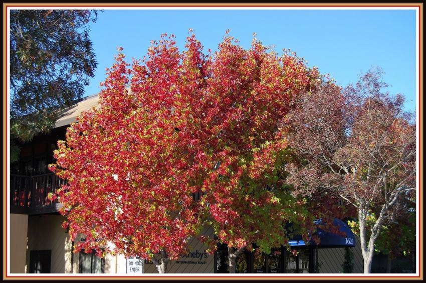 Automne  Tiburon (Californie)