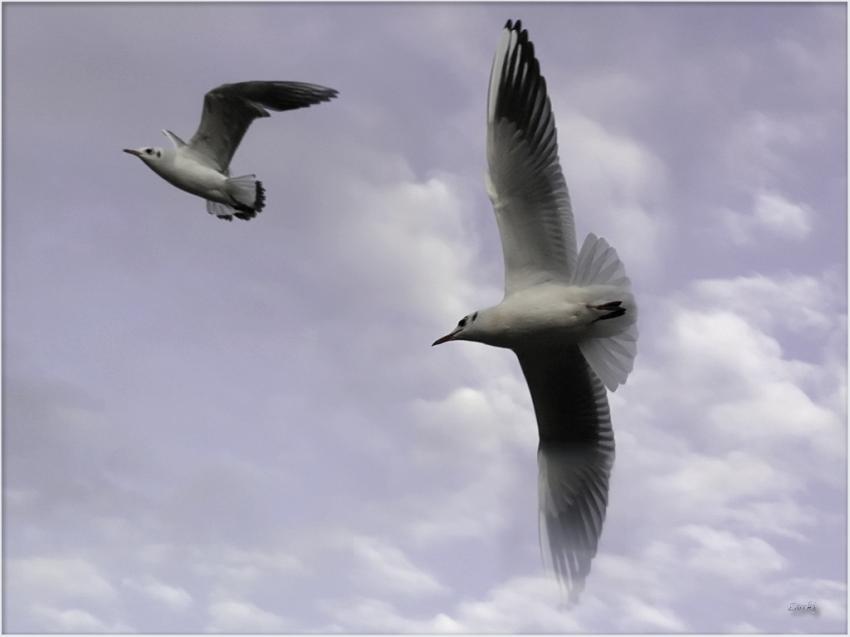 Les mouettes 10110 3