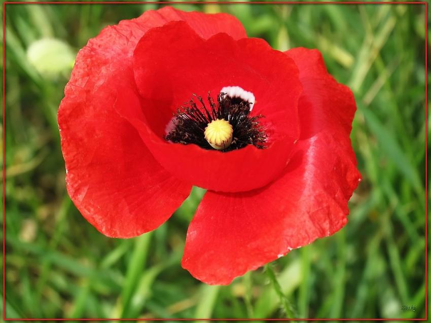 Coquelicot 2009 3b