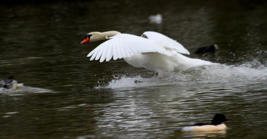 Attention, je me pose... 2me essai