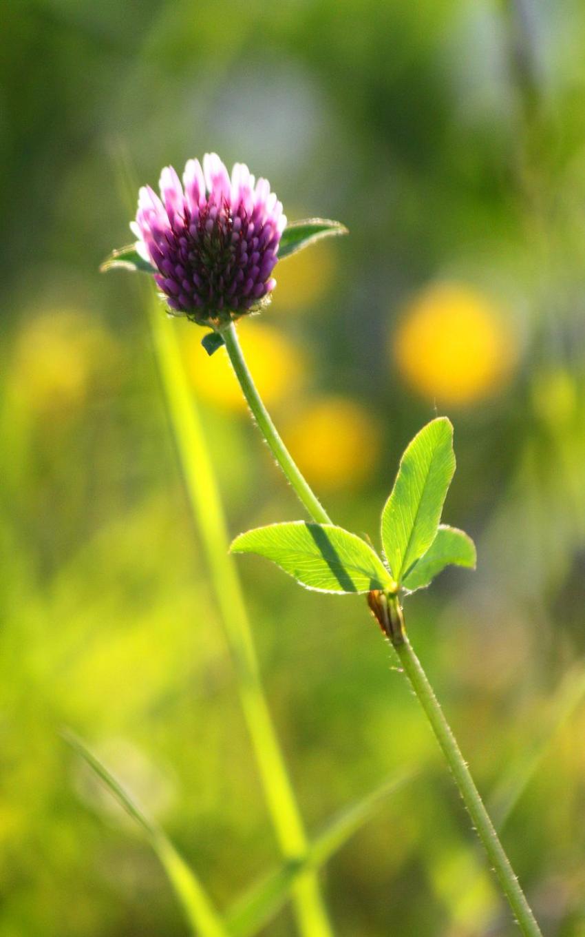 Au bord du canal,  toutes sortes de fleurs (?) (6)