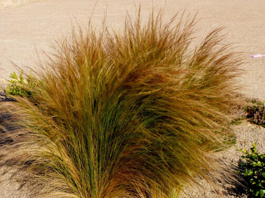 fleurs de repos de millau