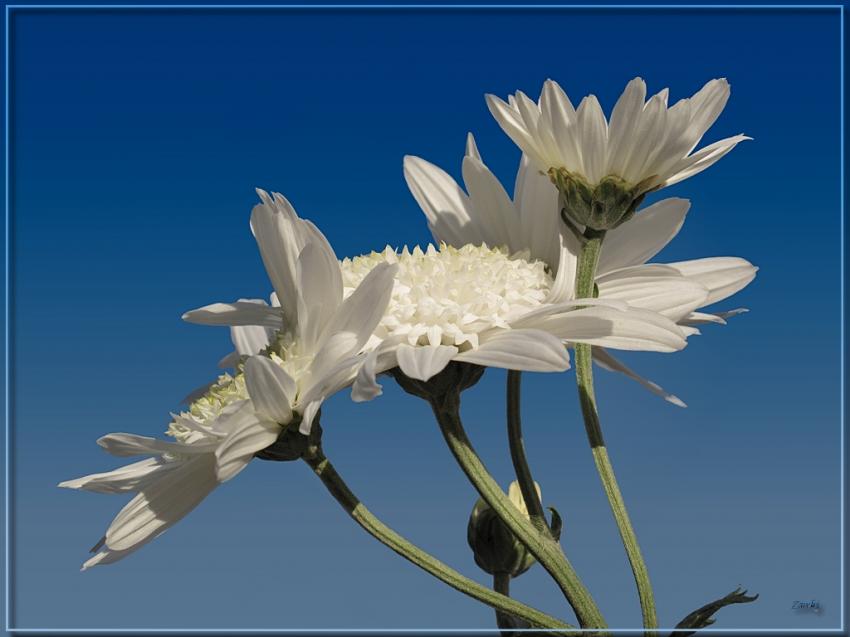 Quelques fleurs 141110