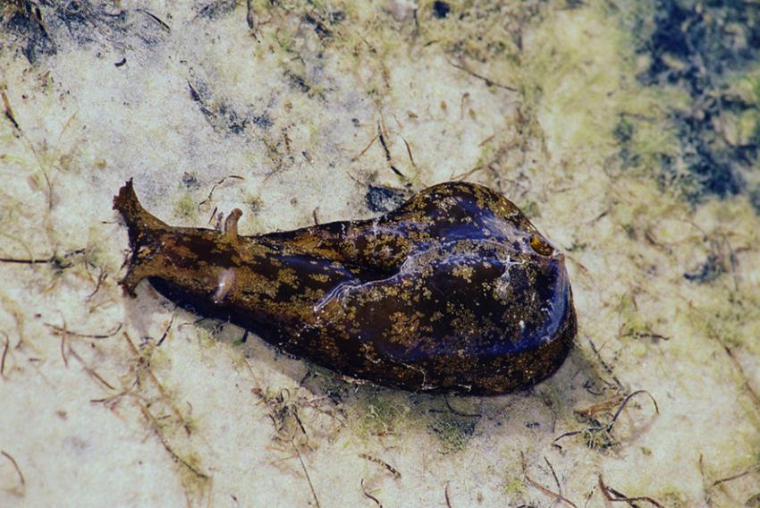 Rencontre sur le Banc d'Arguin