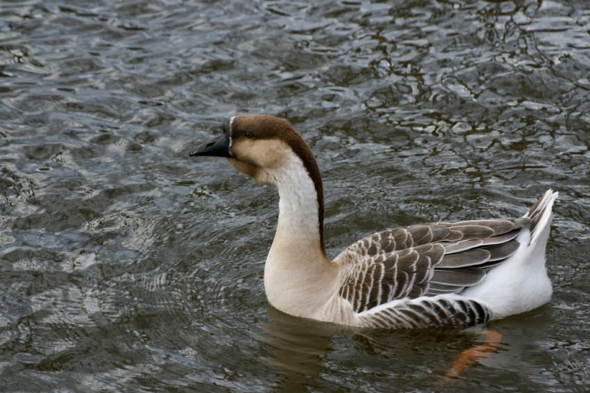Oie de Guine sur le canal du midi.