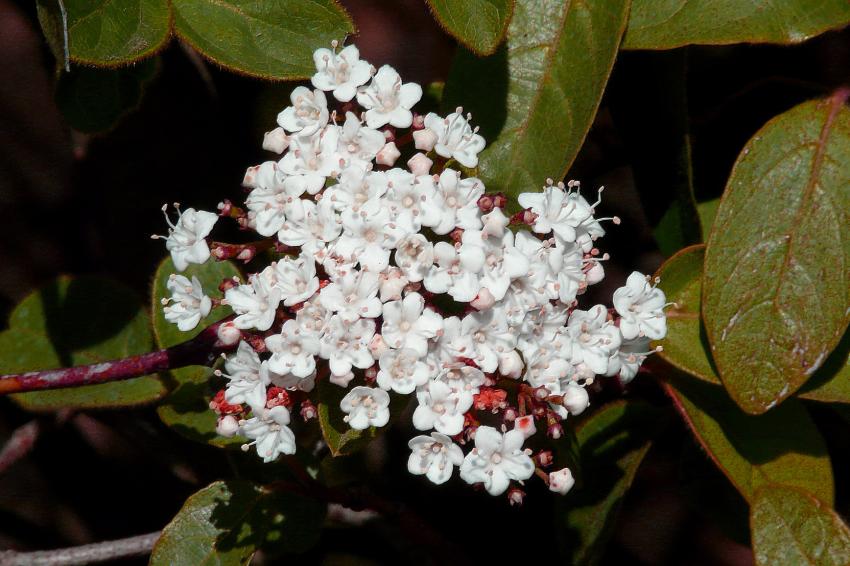 Fleurs de laurier-tin