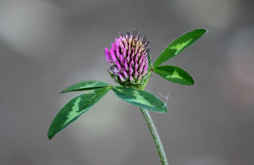 Au bord du canal,  toutes sortes de fleurs (?) (2)