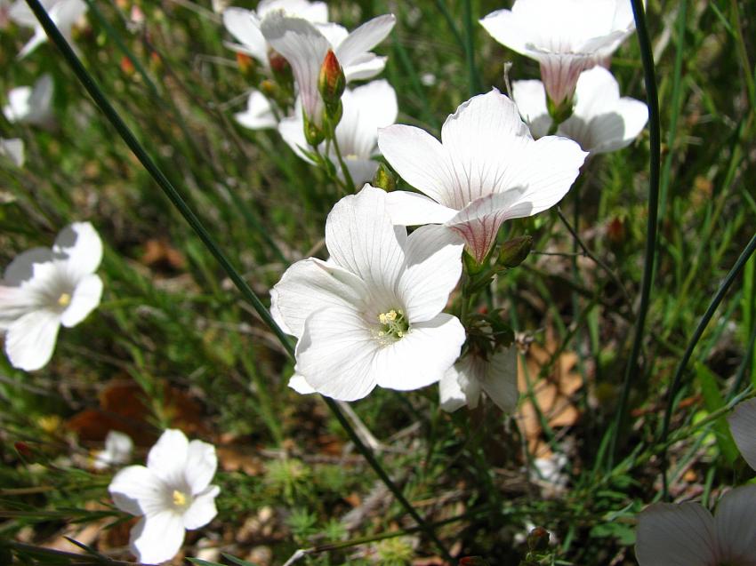 Lin a feuilles de salsola