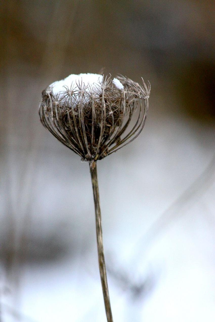 Quelques flocons (2)