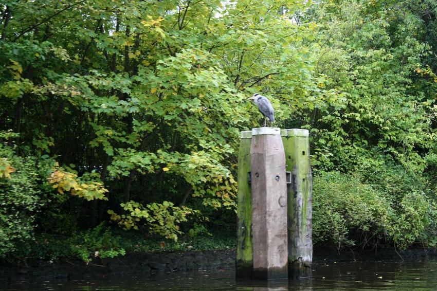 Amsterdam (34) Hron sur pilotis