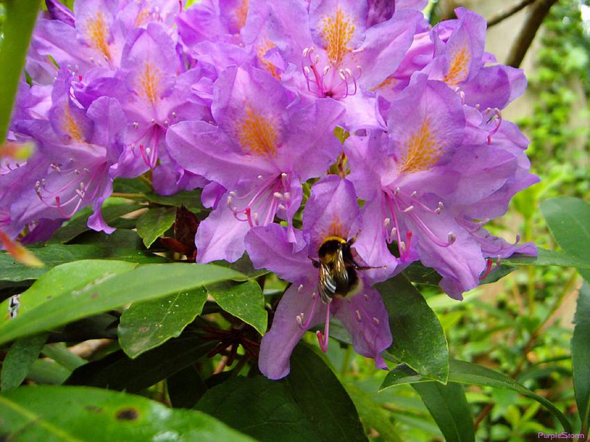 Fleur mauve et bourdon