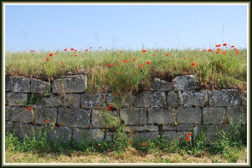 Vieux mur et coquelicots