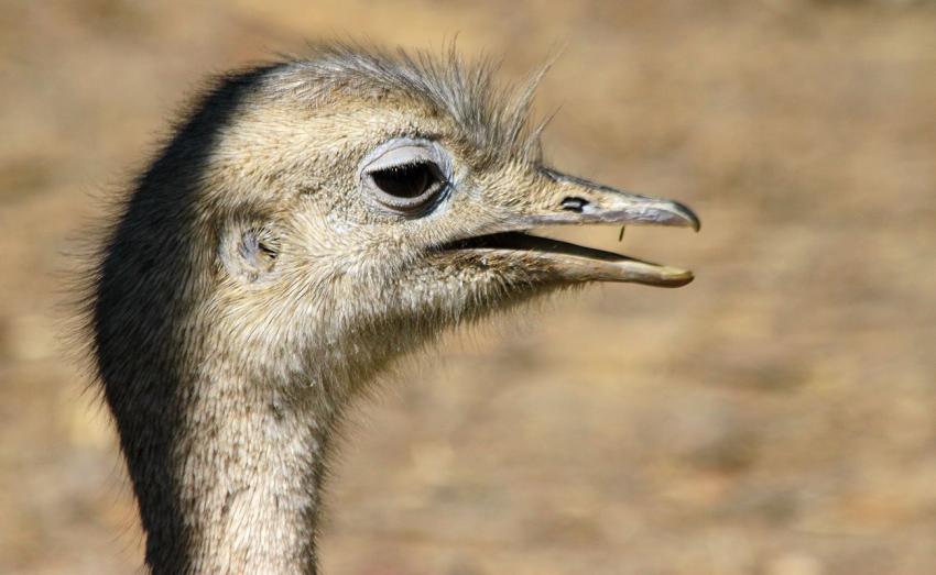 L'ombre sur la tte du nandou