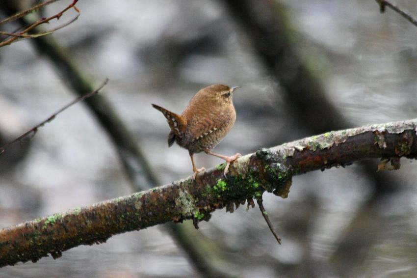 Le Troglodyte mignon du 
