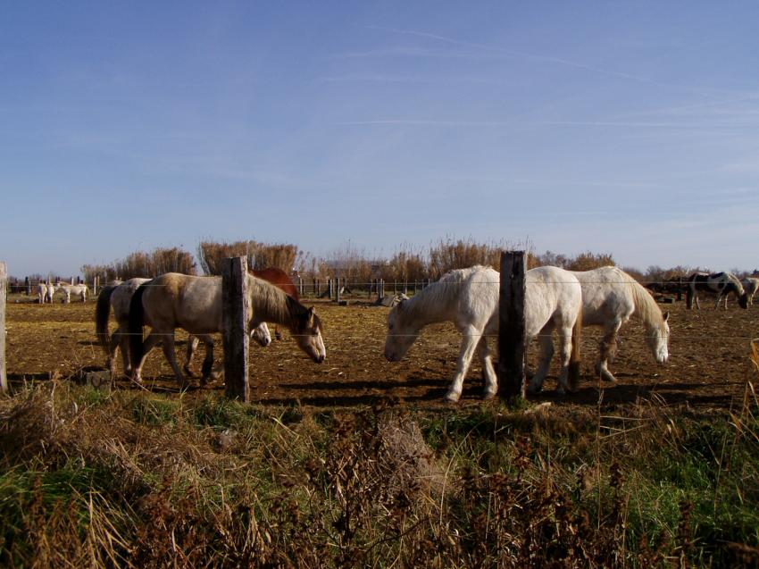 chevaux