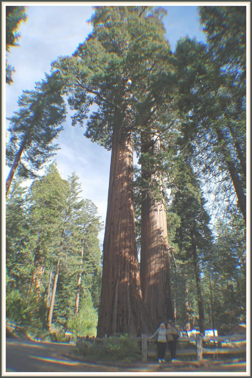 Squoias gants  Kings Canyon