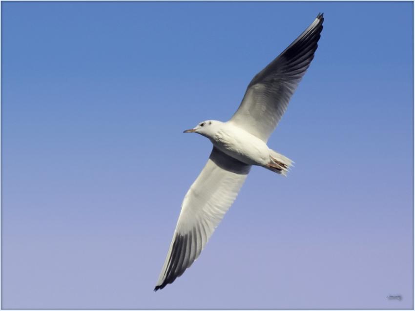 Mouette 12110 6