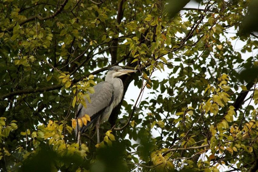 Amsterdam (106) Le hron du parc... (3)