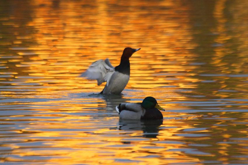 Fin de journe sur l'Ill (1)