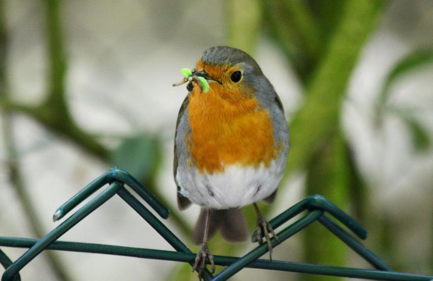 Rouge-gorge (5)
