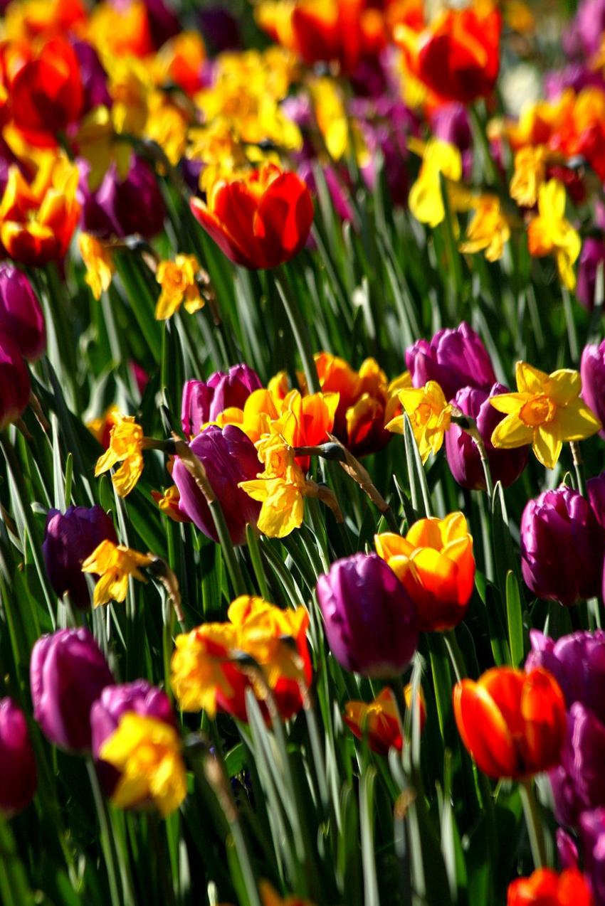 Les tulipes du zoo(20) Les dernires