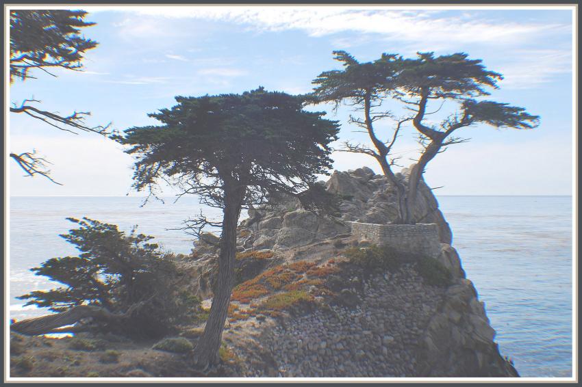 Vieil arbre sur l'ocan Pacifique