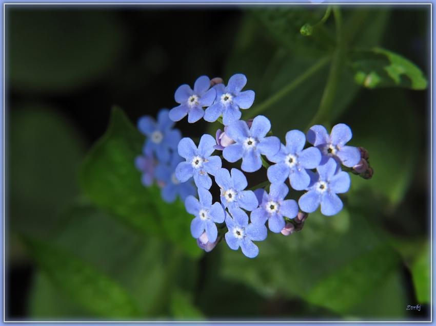 Fleurs Myosotis 2410